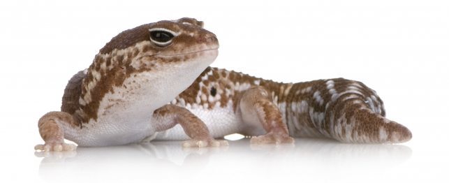 Choosing a Fat-Tailed Gecko