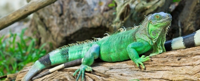 Choosing a Green Iguana