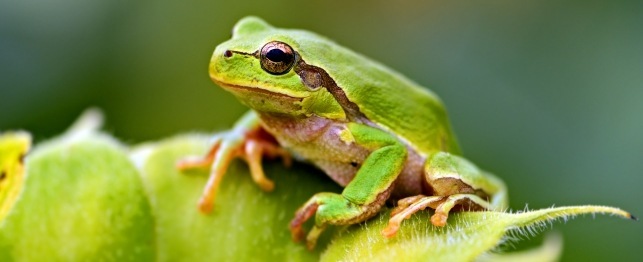 Choosing a Green Treefrog