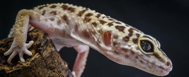 Choosing a Leopard Gecko