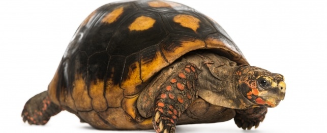 Choosing a Red-Footed Tortoise