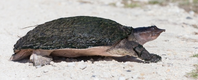 Choosing a Soft Shelled Turtle