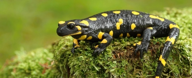 Choosing a Spotted Salamander