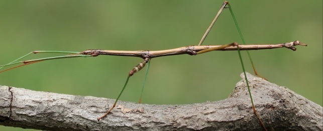 Choosing a Stick Insect