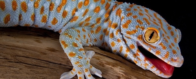 Choosing a Tokay Gecko