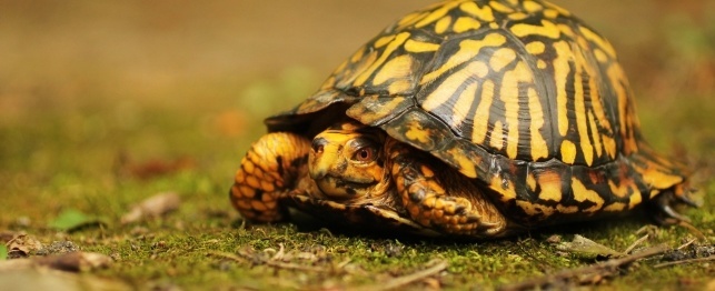 Choosing a Turtle