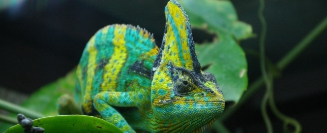 Choosing a Veiled Chameleon