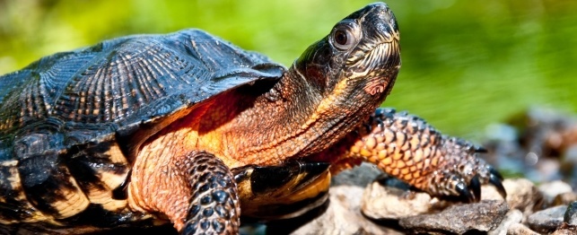 Choosing a Wood Turtle