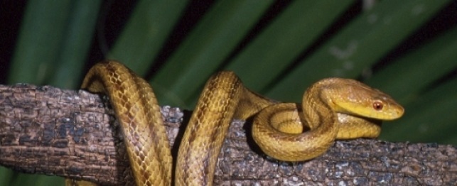 Choosing a Yellow Rat Snake