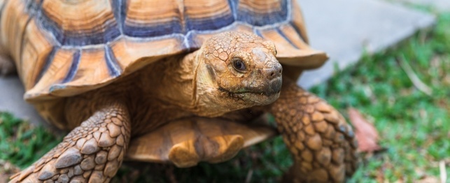 Choosing an African Spurred Tortoise (Sulcata)