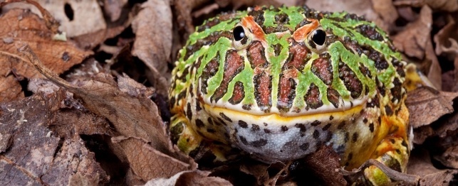 Choosing an Ornate Horned Frog