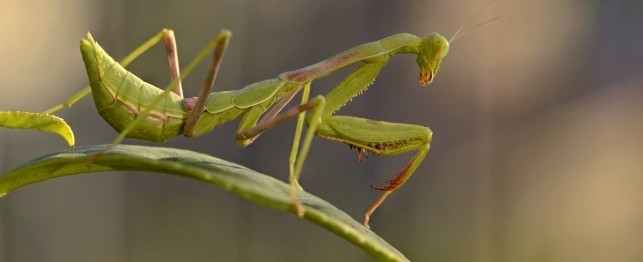 Unusual Pets -  Praying Mantis