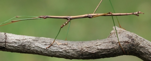 Unusual Pets - Stick Insects