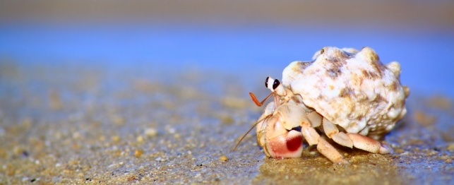 Unusual Pets - The Hermit Crab