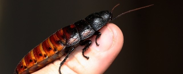Unusual Pets - The Hissing Cockroach