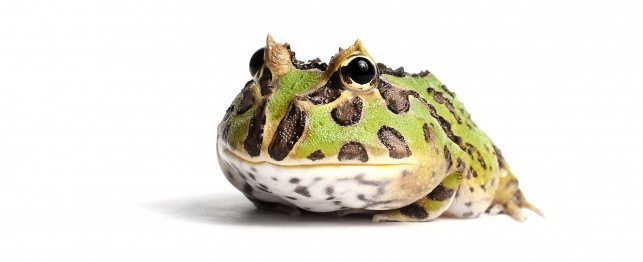 Unusual Pets - The Pac Man Frog