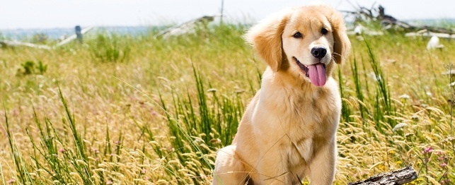 12 Things Every Puppy Owner Should Know