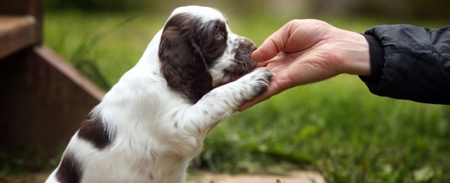 7 Tips to Training Your Puppy