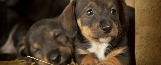 Adopting Puppies Before 8 Weeks - What You Should Know