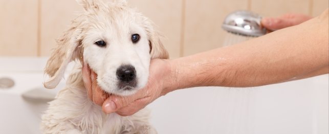 Bathing Your Puppy