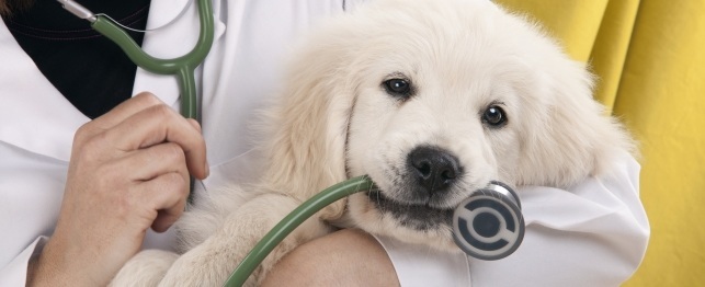 Is Pet Insurance Right for Your Puppy?