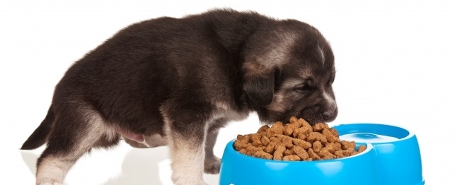 Proper Diet and Nutrition for Your Puppy