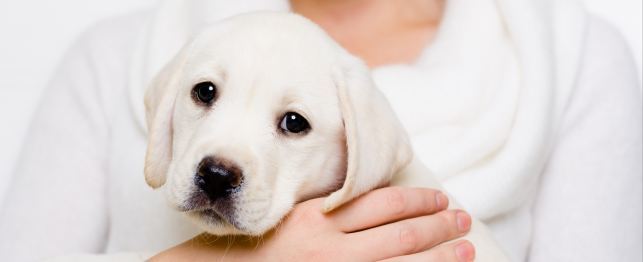 Ten Things You Should Know About Your Puppy