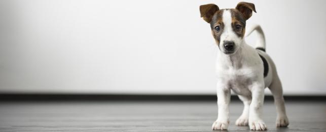 What to Expect in the First Year After you Adopt a Puppy