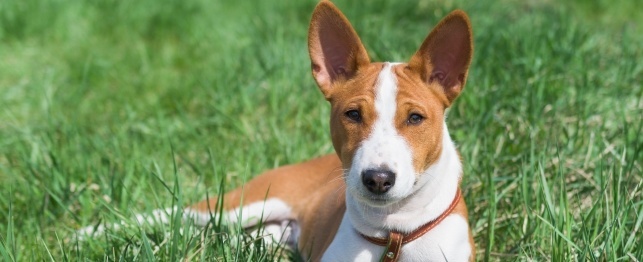 What Your 16-Week-old Puppy Needs