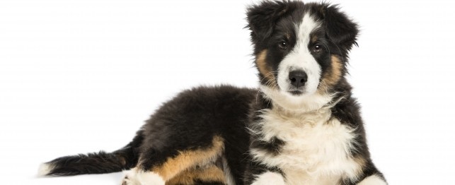 What Your 12-Week-old Puppy Needs
