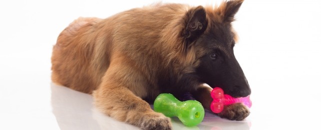 What Your 6-month-old Puppy Needs