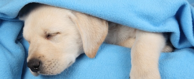 What Your 8-Week-Old Puppy Needs
