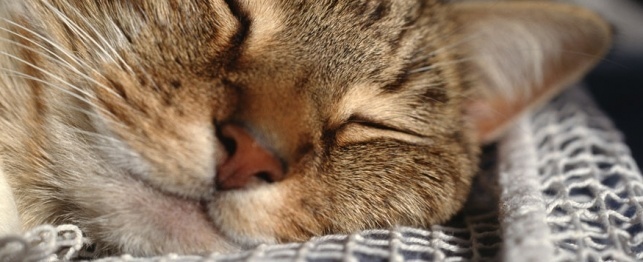 Top 20 Cat Symptoms That Send Them to the Vet