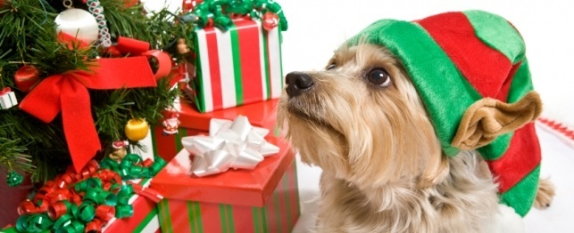 10 Steps for a Dog Safe Holiday Tree
