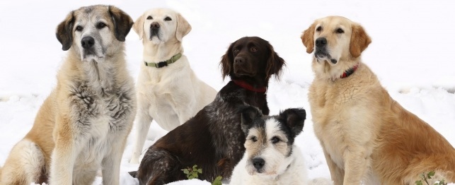 10 Ways to Keep Your Pet Warm this Winter