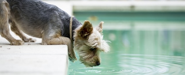 7 Summer Dangers to Your Dog