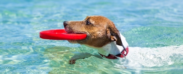 8 IMPORTANT Tips to Keep Dogs Safe This Summer