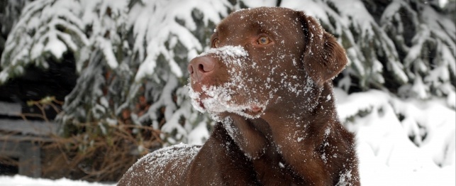 8 Tips to Keep Your Pet in Tip -Top Shape this Winter