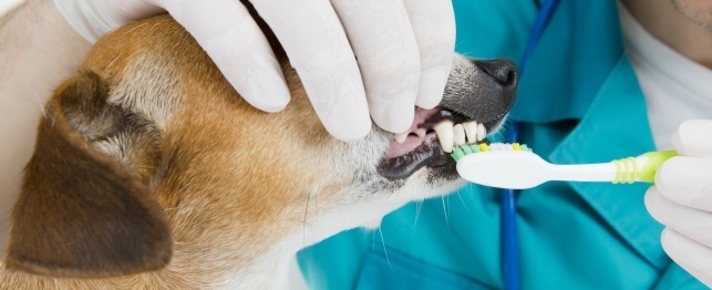 An Ounce of Prevention: The Importance of Preventative Care for Dogs