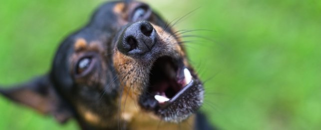 Bite Guard: Preventing Dog Attacks and Bites