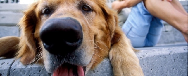 Dangerous Conditions: How Heat and Humidity Affect Your Dog