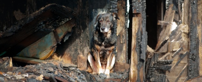 Help Your Dog Survive a House Fire