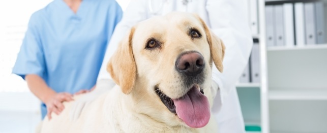 How to Have a Trauma-Free Vet Visit For Your Dog