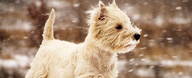 How to Help Your Pets Weather the Cold Winter