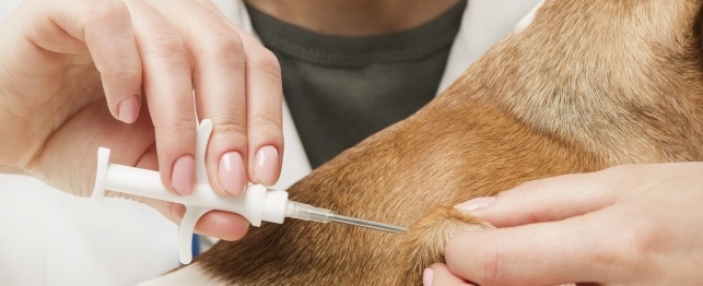 Microchipping for Your Dog's Safety