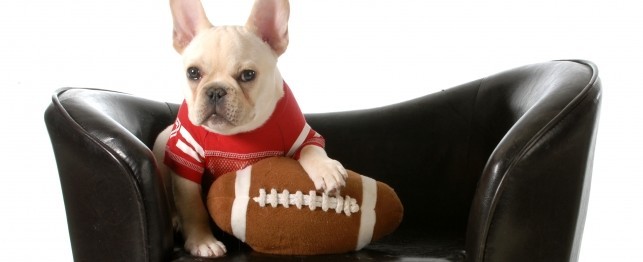Safely Enjoy the Football Game with Your Dog: Beware 13 Dangerous Foods