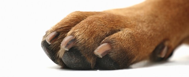 Summer Paw Pad Injuries & Paw Pad Care for Dogs