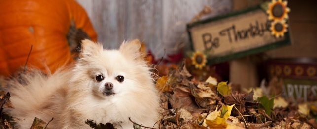 Thanksgiving Dangers: Tips to Prevent Common Problems in Your Dog