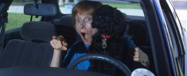 The Danger of Driving with Dogs