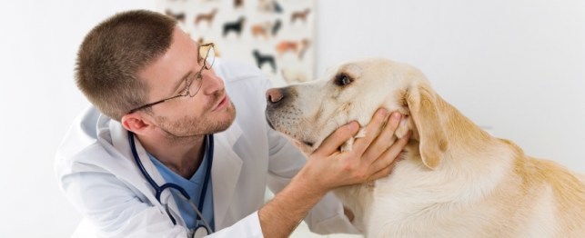What Questions Should Dog Owners Ask Their Vet?